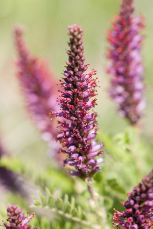 Pinkish-red flowers.