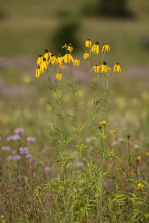 Bright yellow flowers adorn the stalks of tall green plants.