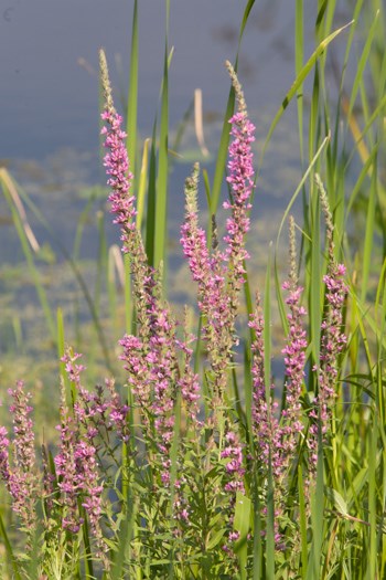 Spikes of purple flowers among green vegetation at pond's edge.