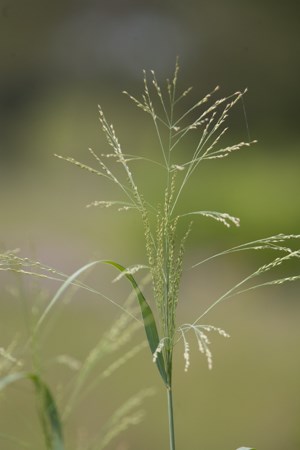 A green stem of grass with a large, airy seed head.