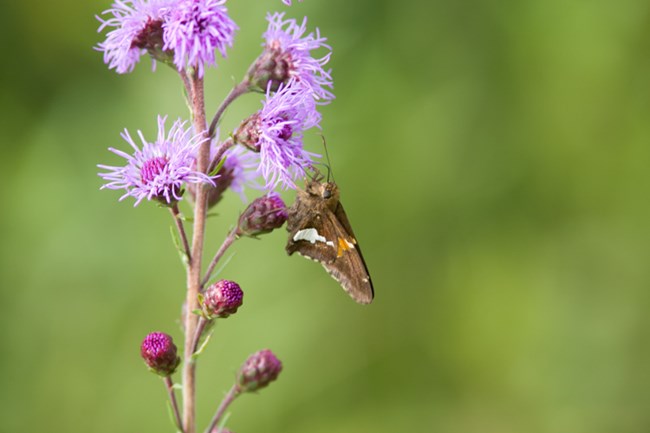 A lavender flower with a butterfly.