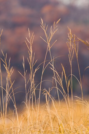 Tall grass stems and seed heads.