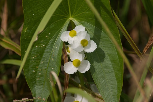 An arrowhead-shaped green leaf with white flowers.