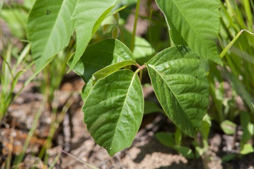 Shiny green leaves in groups of three.