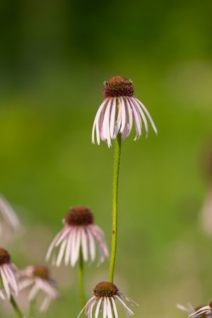 A large purple blossom with dark seed head.