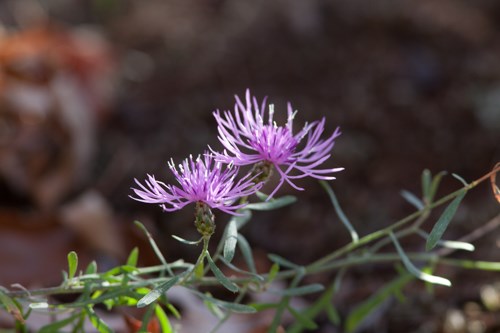 Spotted Knapweed Blossom A lavender flower with spiky petals.