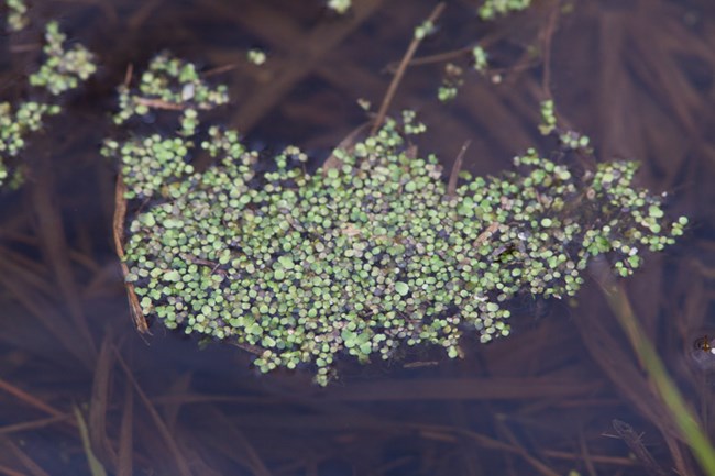 Small round green leaves float in the water.