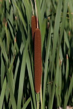 A large brown seed head characteristic of a cattail stands among long green leaves.