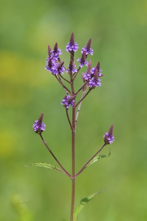 A green plant with several stems each topped with a spike of blue flowers.