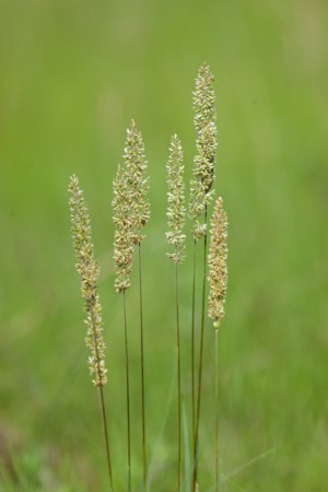 Several stems of green grass with large green seed heads. Several stems of green grass with large green seed heads.