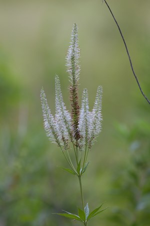 White flowers adorn spikes at the top of a green plant.