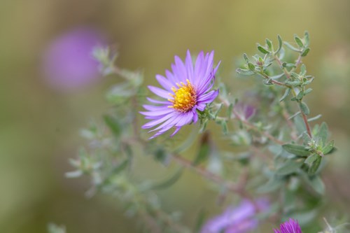 A bluish flower against a green background.