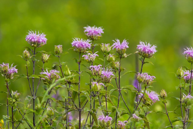 Many lavender flowers on the ends of multiple plant stems.