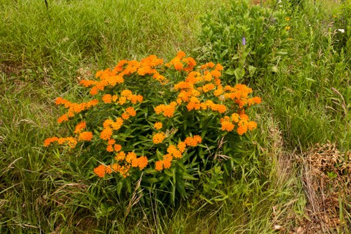 Butterflyweed Orange flowers atop of a low, bushy green plant.