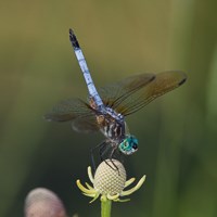 A blue dragonfly sits on a flower.