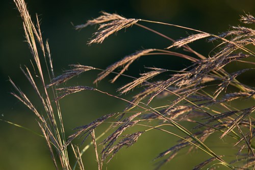 Bluestem Project