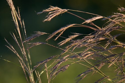 Grasses bending in the breeze.