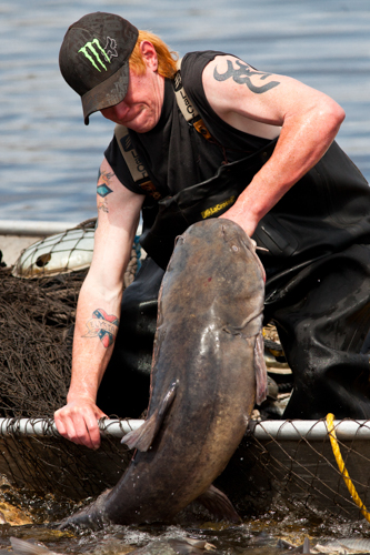 Fish of the Mississippi River - Mississippi National River