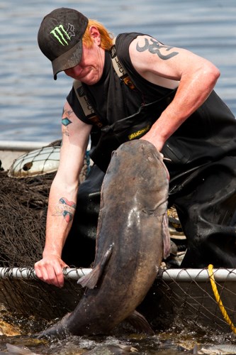 A commercial angler pulls a large fish from a net.
