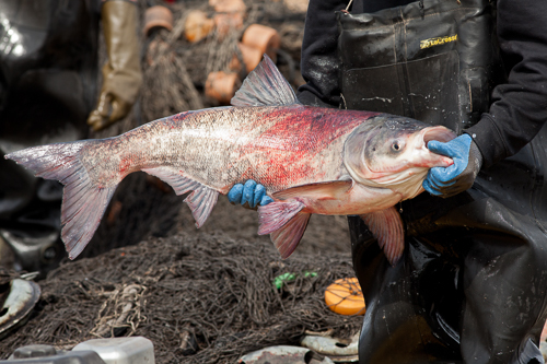 Bighead Carp - Mississippi National River & Recreation Area (U.S.