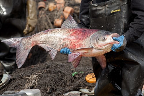 A large fish is carried by a commercial angler.