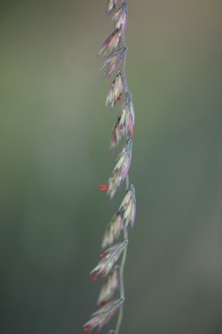 Grass seedhead with flowers.
