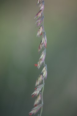 Sideoats Grama Grass seedhead with flowers.