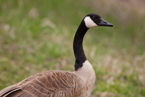 A large black, brown, and white bird.