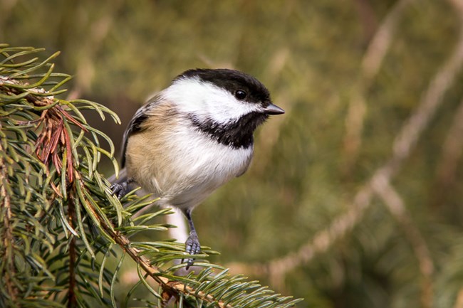 Black-capped Chickadee A small bird sits on a branch.