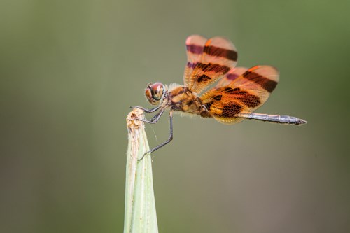Halloween Pennant Dragonfly A large, four-winged insect perched on the end of a flower blossom.