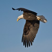 A large brown and white bird soars through the sky.