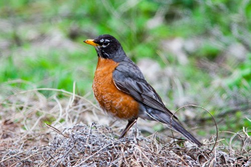 A small dark bird with a red breast.