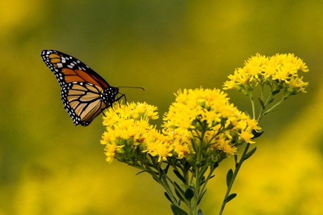An orange and black butterfly rests on a golden flower.