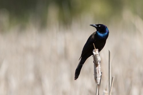 A medium-sized black bird with bright yellow eyes perches on a cattail.