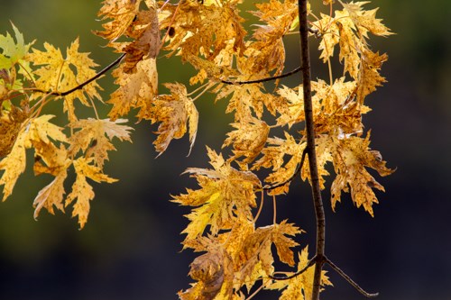 Brightly colored autumn leaves.