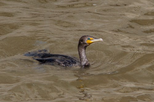 Double-crested Cormorant A large black bird swims in a river.