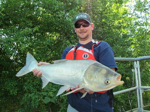 Silver Carp - Mississippi National River & Recreation Area (U.S.