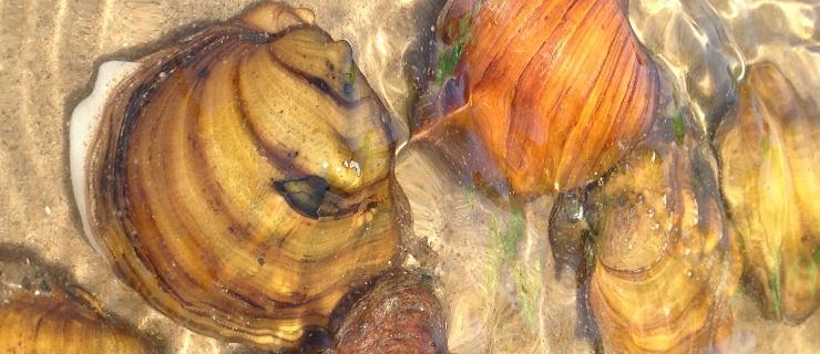 Mississippi River Mussels Mississippi River Mussels