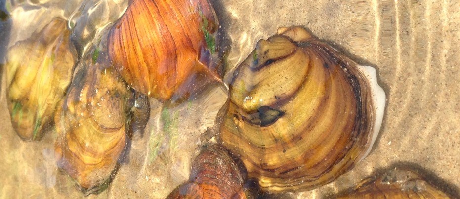 Freshwater mussels underwater