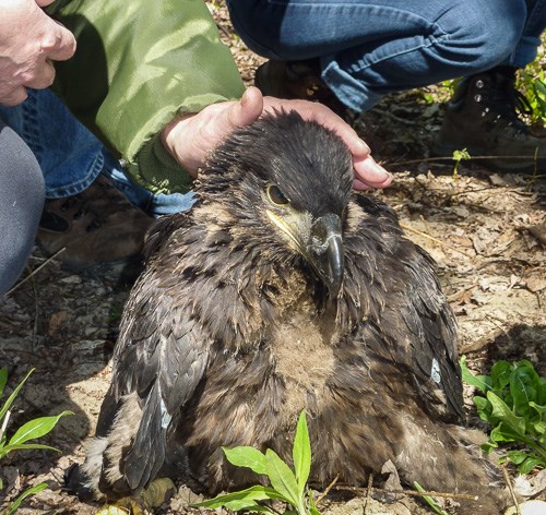 An eaglet being held by human hands.