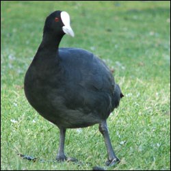A dark gray bird with a white bill stands on a lawn. A dark gray bird with a white bill stands on a lawn.