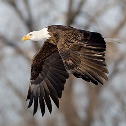 A dark brown eagle with white head and tail flies in front of trees.