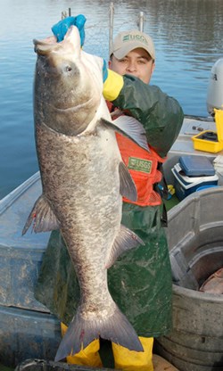 USGS employee poses holding a bighead carp in front of them while doing field work. The carp extends from the employees head to their knees.