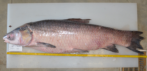 Black Carp - Mississippi National River & Recreation Area (U.S. National  Park Service)