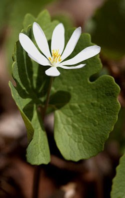 green leaf with small white flower above it