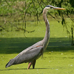 A large, long-legged, long-necked bird wades in a marsh. A large, long-legged, long-necked bird wades in a marsh.