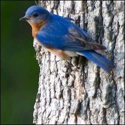A bright blue bird perches on the side of a tree.