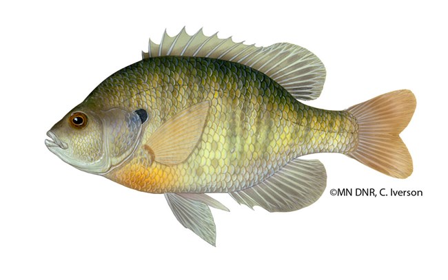 A small pan-shaped green and yellow fish.