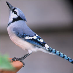 A handsome blue-backed bird sits on the edge of a bird bath. A handsome blue-backed bird sits on the edge of a bird bath.