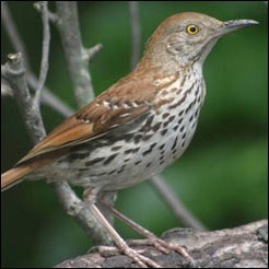 A medium-sized mostly brown bird with white breast spotted with brown spots.